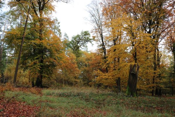 Holovousy, 31.10.2020
Obora Holovousy, hradiště - centrální část.
Klíčová slova: Holovousy obora hradiště Holovousy