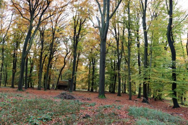 Holovousy, 31.10.2020
Obora Holovousy, hradiště - centrální část.
Klíčová slova: Holovousy obora hradiště Holovousy
