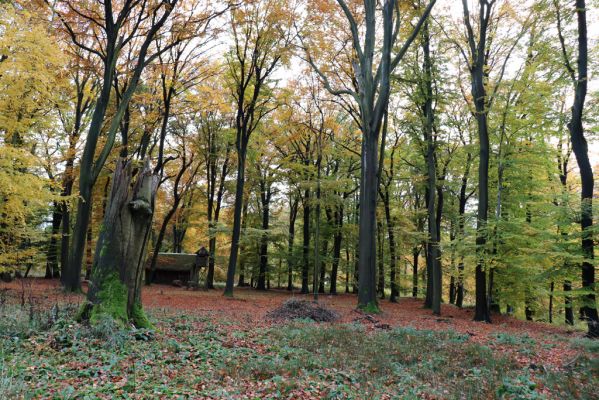 Holovousy, 31.10.2020
Obora Holovousy, hradiště - centrální část.
Klíčová slova: Holovousy obora hradiště Holovousy