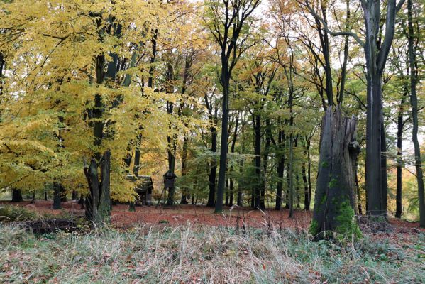 Holovousy, 31.10.2020
Obora Holovousy, hradiště - centrální část.
Klíčová slova: Holovousy obora hradiště Holovousy Crepidophorus mutilatus