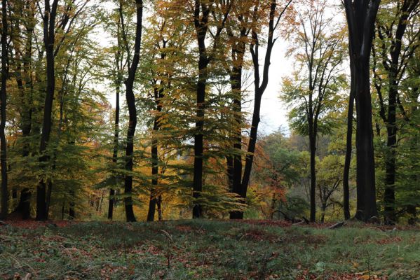 Holovousy, 31.10.2020
Obora Holovousy, hradiště - centrální část.
Klíčová slova: Holovousy obora hradiště Holovousy