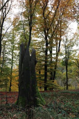 Holovousy, 31.10.2020
Obora Holovousy, hradiště - centrální část.
Klíčová slova: Holovousy obora hradiště Holovousy