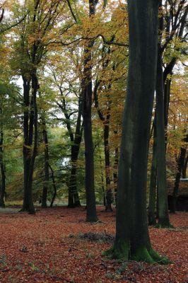 Holovousy, 31.10.2020
Obora Holovousy, hradiště - centrální část.
Klíčová slova: Holovousy obora hradiště Holovousy