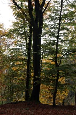 Holovousy, 31.10.2020
Obora Holovousy, hradiště - centrální část.
Mots-clés: Holovousy obora hradiště Holovousy