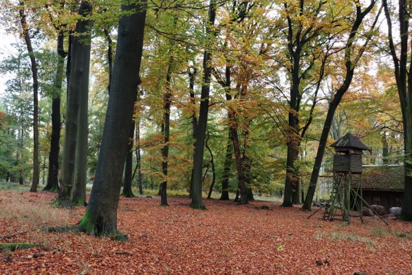 Holovousy, 31.10.2020
Obora Holovousy, hradiště - centrální část.
Schlüsselwörter: Holovousy obora hradiště Holovousy