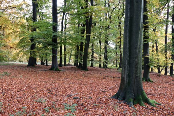 Holovousy, 31.10.2020
Obora Holovousy, hradiště - centrální část.
Klíčová slova: Holovousy obora hradiště Holovousy