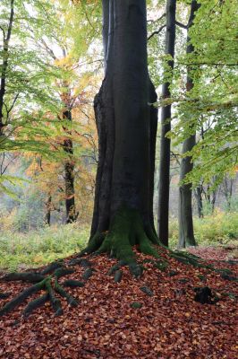 Holovousy, 31.10.2020
Obora Holovousy, hradiště - centrální část.
Klíčová slova: Holovousy obora hradiště Holovousy