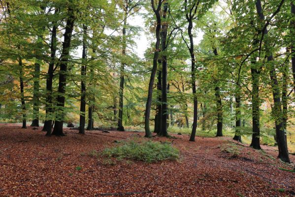 Holovousy, 31.10.2020
Obora Holovousy, hradiště - centrální část.
Klíčová slova: Holovousy obora hradiště Holovousy