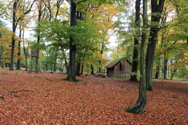 Holovousy, 31.10.2020
Obora Holovousy, hradiště - centrální část.
Klíčová slova: Holovousy obora hradiště Holovousy