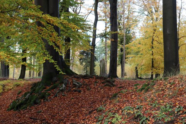 Holovousy, 31.10.2020
Obora Holovousy, hradiště - centrální část.
Klíčová slova: Holovousy obora hradiště Holovousy