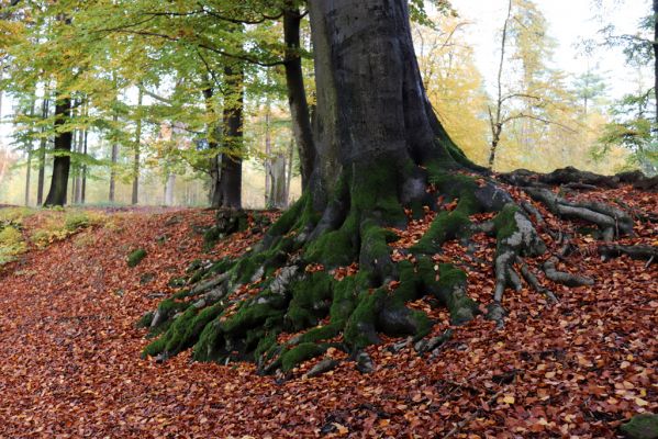 Holovousy, 31.10.2020
Obora Holovousy, hradiště - centrální část.
Schlüsselwörter: Holovousy obora hradiště Holovousy