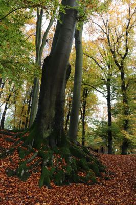 Holovousy, 31.10.2020
Obora Holovousy, hradiště - centrální část.
Klíčová slova: Holovousy obora hradiště Holovousy