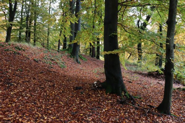 Holovousy, 31.10.2020
Obora Holovousy, hradiště - centrální část.
Klíčová slova: Holovousy obora hradiště Holovousy