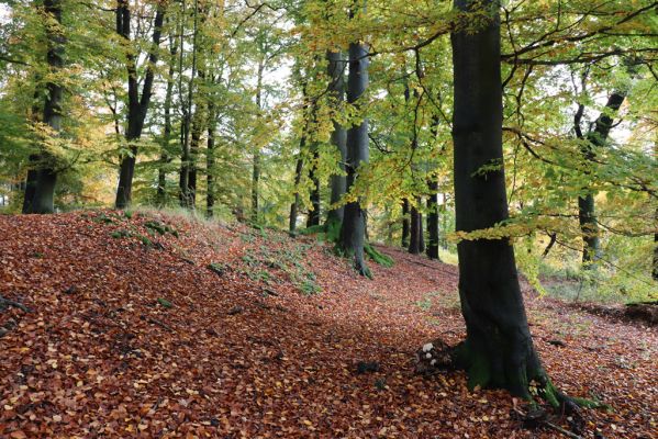 Holovousy, 31.10.2020
Obora Holovousy, hradiště - centrální část.
Klíčová slova: Holovousy obora hradiště Holovousy