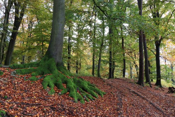 Holovousy, 31.10.2020
Obora Holovousy, hradiště - centrální část.
Schlüsselwörter: Holovousy obora hradiště Holovousy