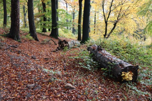 Holovousy, 31.10.2020
Obora Holovousy, hradiště - centrální část.
Klíčová slova: Holovousy obora hradiště Holovousy