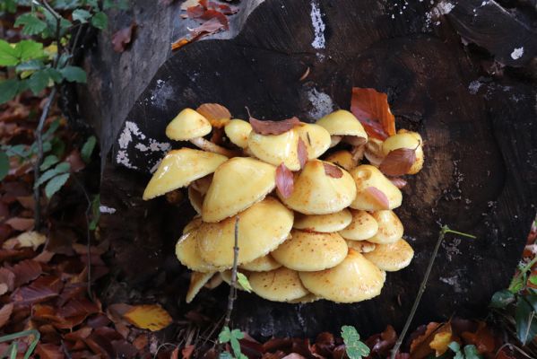 Holovousy, 31.10.2020
Obora Holovousy, hradiště - centrální část.
Klíčová slova: Holovousy obora hradiště Holovousy