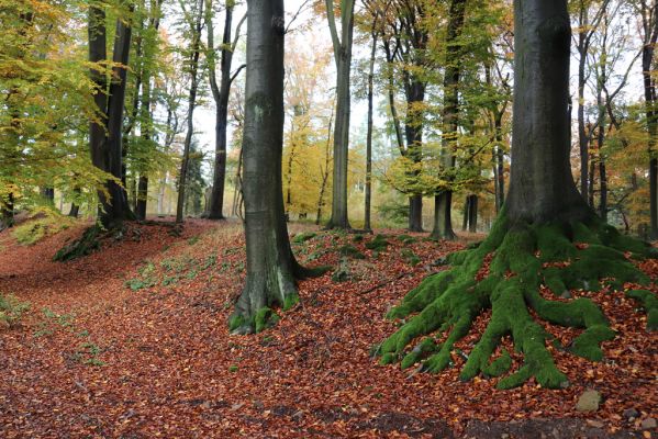 Holovousy, 31.10.2020
Obora Holovousy, hradiště - centrální část.
Klíčová slova: Holovousy obora hradiště Holovousy