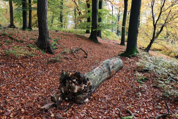 Holovousy, 31.10.2020
Obora Holovousy, hradiště - centrální část.
Schlüsselwörter: Holovousy obora hradiště Holovousy