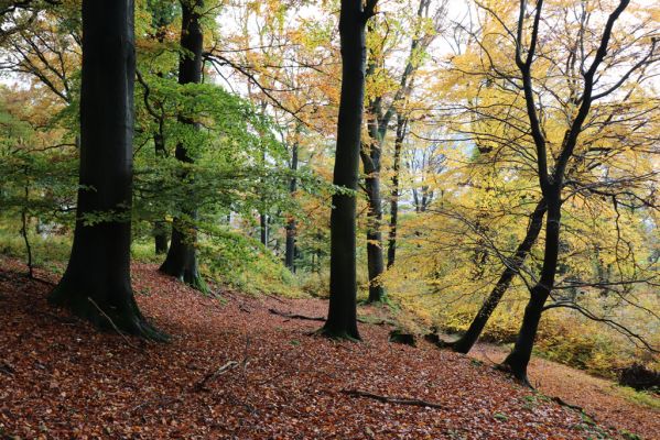 Holovousy, 31.10.2020
Obora Holovousy, hradiště - centrální část.
Klíčová slova: Holovousy obora hradiště Holovousy