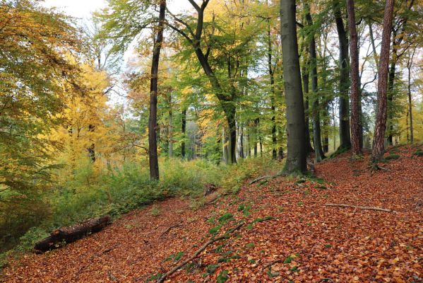 Holovousy, 31.10.2020
Obora Holovousy, hradiště - centrální část.
Klíčová slova: Holovousy obora hradiště Holovousy