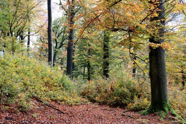 Holovousy, 31.10.2020
Obora Holovousy, hradiště - centrální část.
Klíčová slova: Holovousy obora hradiště Holovousy