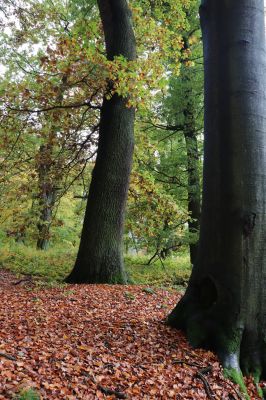 Holovousy, 31.10.2020
Obora Holovousy, hradiště - centrální část.
Klíčová slova: Holovousy obora hradiště Holovousy