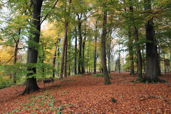 Holovousy, 31.10.2020
Obora Holovousy, hradiště - centrální část.
Klíčová slova: Holovousy obora hradiště Holovousy