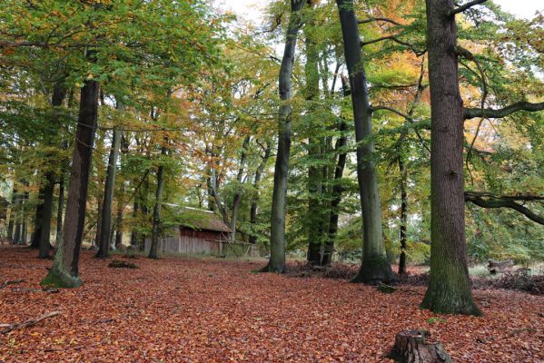 Holovousy, 31.10.2020
Obora Holovousy, hradiště - centrální část.
Klíčová slova: Holovousy obora hradiště Holovousy