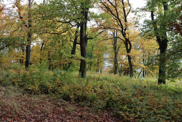 Holovousy, 31.10.2020
Obora Holovousy, hradiště - centrální část.
Klíčová slova: Holovousy obora hradiště Holovousy