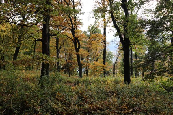 Holovousy, 31.10.2020
Obora Holovousy, hradiště - centrální část.
Klíčová slova: Holovousy obora hradiště Holovousy