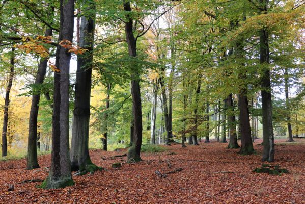 Holovousy, 31.10.2020
Obora Holovousy, hradiště - centrální část.
Klíčová slova: Holovousy obora hradiště Holovousy