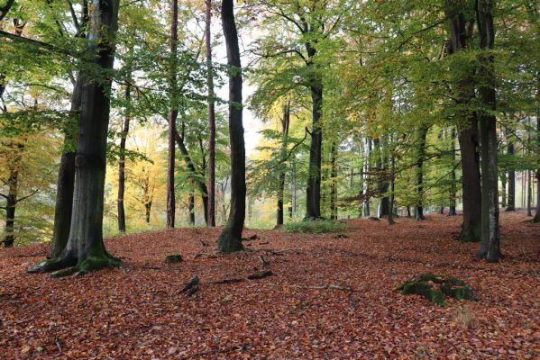 Holovousy, 31.10.2020
Obora Holovousy, hradiště - centrální část.
Mots-clés: Holovousy obora hradiště Holovousy