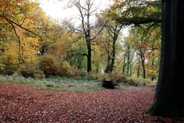Holovousy, 31.10.2020
Obora Holovousy, hradiště - centrální část.
Klíčová slova: Holovousy obora hradiště Holovousy