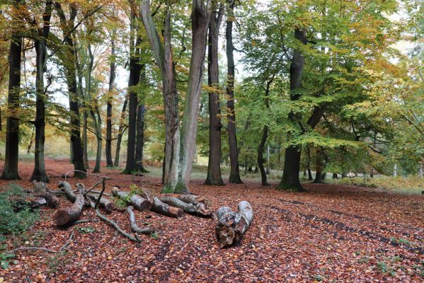 Holovousy, 31.10.2020
Obora Holovousy, hradiště - centrální část.
Mots-clés: Holovousy obora hradiště Holovousy