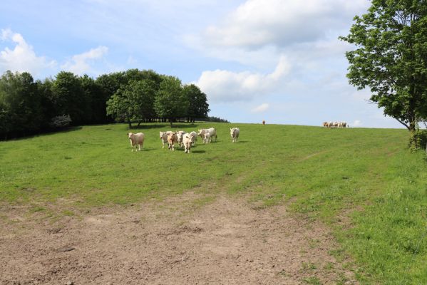 Horní Adršpach, 1.6.2019
Nad Skalami - pastvina.
Klíčová slova: Horní Adršpach Nad Skalami pastvina