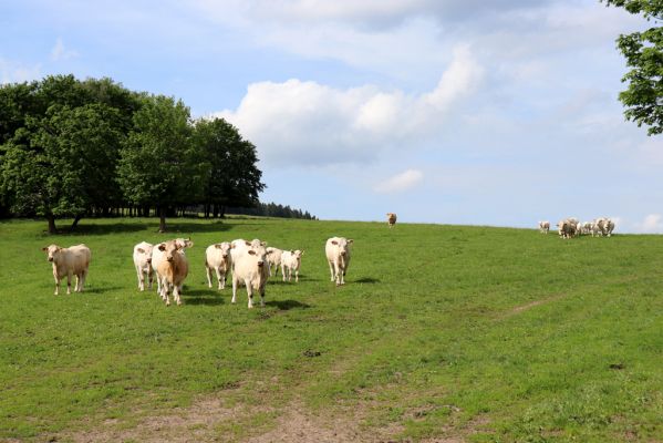 Horní Adršpach, 1.6.2019
Nad Skalami - pastvina.
Schlüsselwörter: Horní Adršpach Nad Skalami pastvina