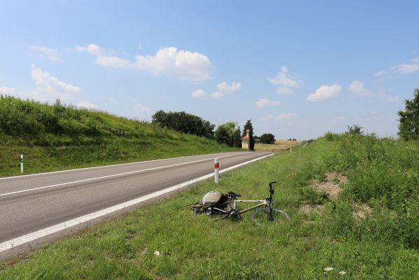 Horní Ředice, 23.7.2021
Úvoz hlavní silnice u Kaple.
Klíčová slova: Horní Ředice Kaple Agriotes gallicus