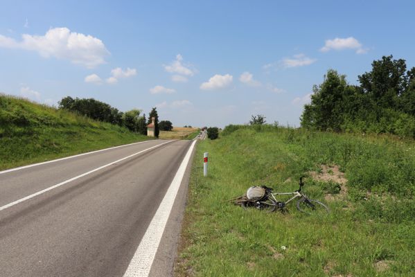 Horní Ředice, 23.7.2021
Úvoz hlavní silnice u Kaple.
Klíčová slova: Horní Ředice Kaple Agriotes gallicus