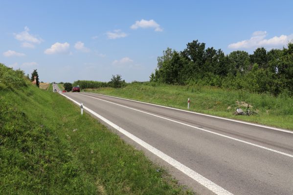 Horní Ředice, 23.7.2021
Úvoz hlavní silnice u Kaple.
Mots-clés: Horní Ředice Kaple Agriotes gallicus