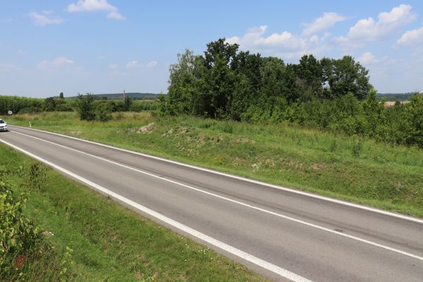 Horní Ředice, 23.7.2021
Úvoz hlavní silnice u Kaple.
Klíčová slova: Horní Ředice Kaple Agriotes gallicus