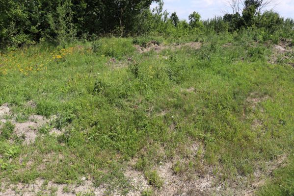 Horní Ředice, 23.7.2021
Úvoz hlavní silnice u Kaple. Biotop kovaříka Agriotes gallicus.
Keywords: Horní Ředice Kaple Agriotes gallicus