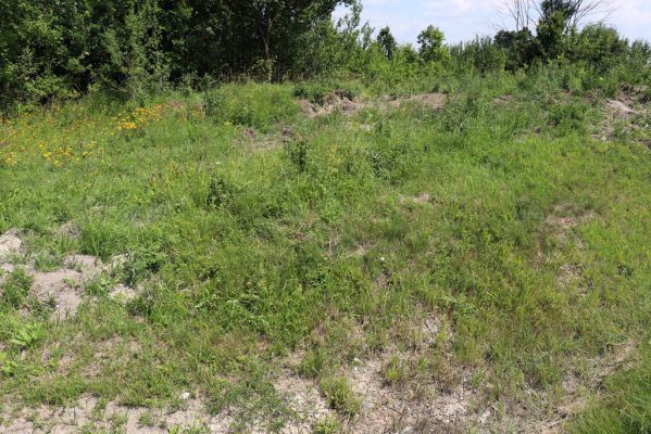 Horní Ředice, 23.7.2021
Úvoz hlavní silnice u Kaple. Biotop kovaříka Agriotes gallicus.
Schlüsselwörter: Horní Ředice Kaple Agriotes gallicus