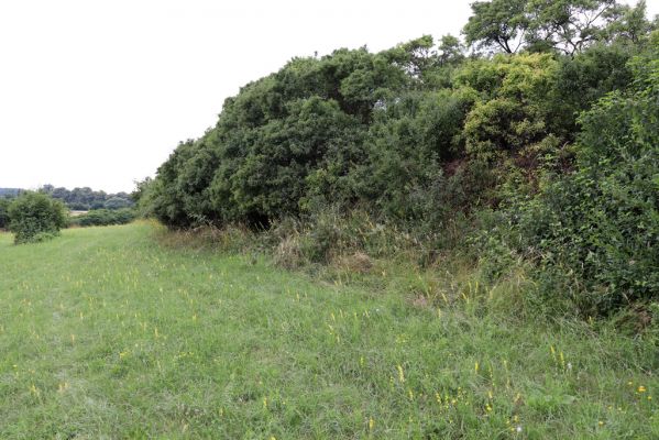 Mokré, 20.7.2021
Vrch Horka - zpustlý sad se sečenými loukami.
Klíčová slova: Mokré vrch Horka Agriotes gallicus