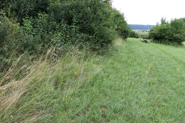 Mokré, 20.7.2021
Vrch Horka - zpustlý sad se sečenými loukami.
Klíčová slova: Mokré vrch Horka Agriotes gallicus