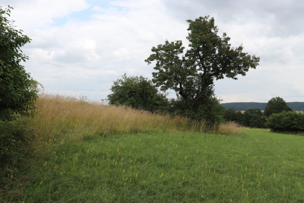 Mokré, 20.7.2021
Vrch Horka - zpustlý sad se sečenými loukami.
Klíčová slova: Mokré vrch Horka Agriotes gallicus