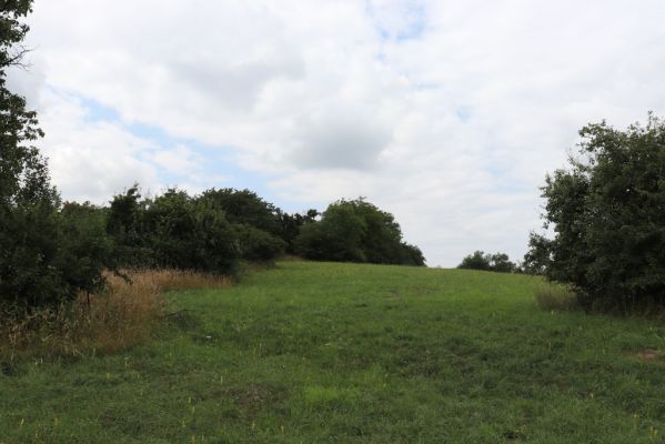 Mokré, 20.7.2021
Vrch Horka - zpustlý sad se sečenými loukami.
Klíčová slova: Mokré vrch Horka Agriotes gallicus