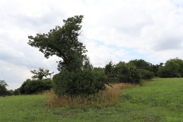 Mokré, 20.7.2021
Vrch Horka - zpustlý sad se sečenými loukami.
Klíčová slova: Mokré vrch Horka Agriotes gallicus