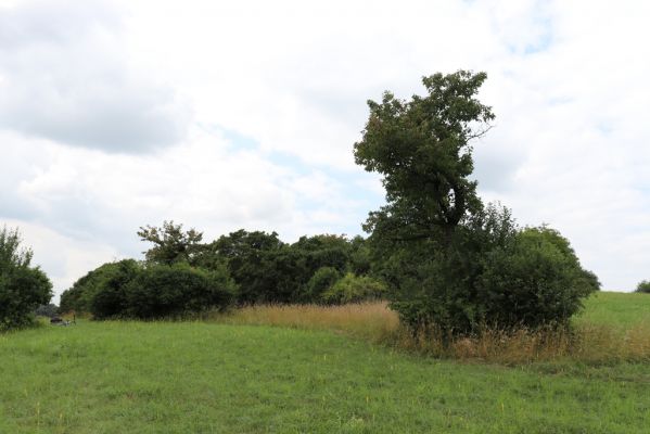 Mokré, 20.7.2021
Vrch Horka - zpustlý sad se sečenými loukami.
Klíčová slova: Mokré vrch Horka Agriotes gallicus