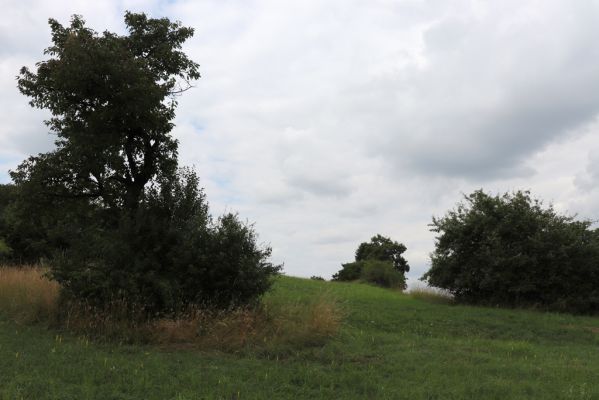 Mokré, 20.7.2021
Vrch Horka - zpustlý sad se sečenými loukami.
Klíčová slova: Mokré vrch Horka Agriotes gallicus